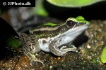 hylarana erythraea   green paddy frog  