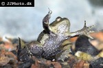 occidozyga lima   floating frog  
