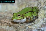 pelophylax kleptonens esculentus   green frog  