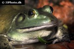 rana catesbeiana   north american bull frog  