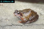 rana temporaria   common frog  