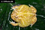 ceratophrys cranwelli   cranwells horned frog  