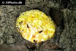 ceratophrys cranwelli   cranwells horned frog  