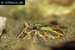 ceratophrys ornata   argentine horned frog  