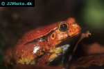 dyscophus antongilii   tomato frog  