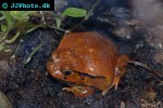 dyscophus antongilii   tomato frog  
