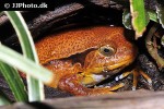 dyscophus guineti   sambava tomato frog  