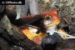 dyscophus guineti   sambava tomato frog  