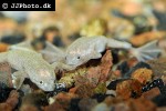 hymenochirus boettgeri   albino african dwarf clawed frog  