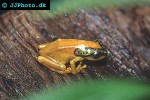 hyperolius puncticulatus   african sedge frog  