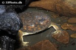 lepidobatrachus laevis   budgett s frog  