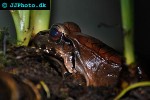 leptodactylus pentadactylus   smokey jungle frog  