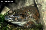 limnonectes blythii   blyth s river frog  