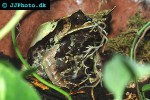 megophrys nasuta   malayan horned frog  