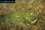 pyxicephalus adspersus   african bull frog  