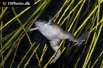 xenopus laevis   african clawed frog  