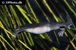 xenopus laevis   african clawed frog  