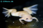 xenopus laevis   albino african clawed frog  