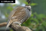 callipepla californica   california quail  