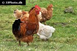 gallus gallus domesticus   domestic chicken  