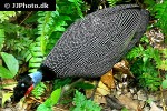 guttera pucherani   crested guineafowl  