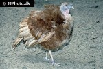 meleagris gallopavo   turkey  