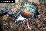 meleagris ocellata   ocellated turkey  