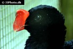 mitu mitu   alagoas curassow  