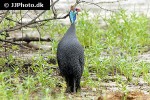 numida meleagris   helmeted guineafowl  