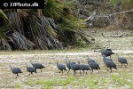 numida meleagris   helmeted guineafowl  