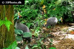 numida meleagris   helmeted guineafowl  