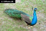 pavo cristatus   blue peafowl  