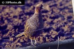 phasianus colchicus   ring necked pheasant  