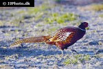 phasianus colchicus   ring necked pheasant  