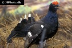 tetrao tetrix   black grouse  