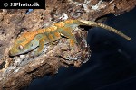 correlophus ciliatus   crested gecko  