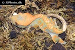 correlophus ciliatus   crested gecko  