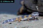 eublepharis macularius   leopard gecko  