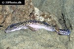 eublepharis macularius   leopard gecko  
