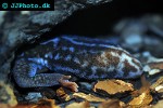 hemitheconyx caudicinctus   african fat tailed gecko  