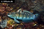 amblygobius phalaena