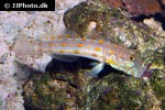valenciennea puellaris valenciennea puellaris