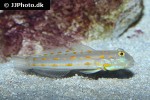 valenciennea puellaris valenciennea puellaris