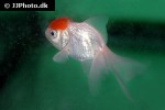 carassius auratus goldfish redcap oranda