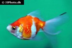 carassius auratus goldfish redwhite pearlscale