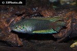 macropodus ocellatus macropodus ocellatus