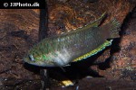 macropodus ocellatus macropodus ocellatus