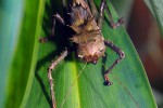 acridoxena hewiana   dragonhead cricket  