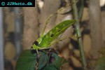 ancylecha fenestrata   giant leaf grasshopper  