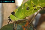 ancylecha fenestrata   giant leaf grasshopper  